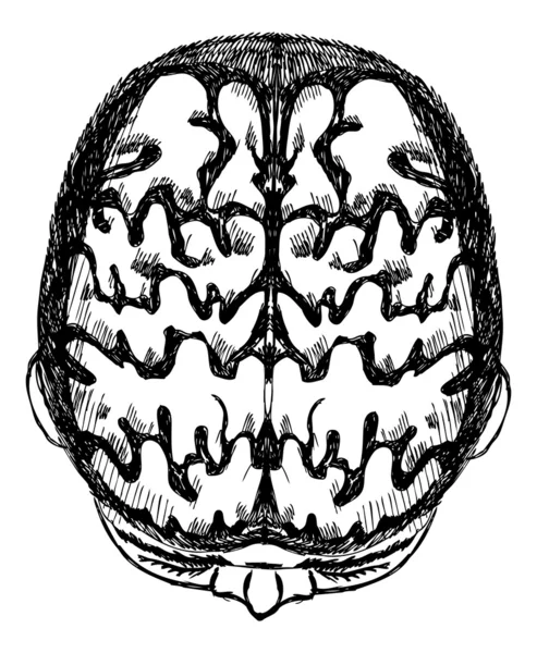 인간 두뇌의 스케치 갈 겨 쓰다 스타일 그린. 패턴의 흔적 — 스톡 벡터