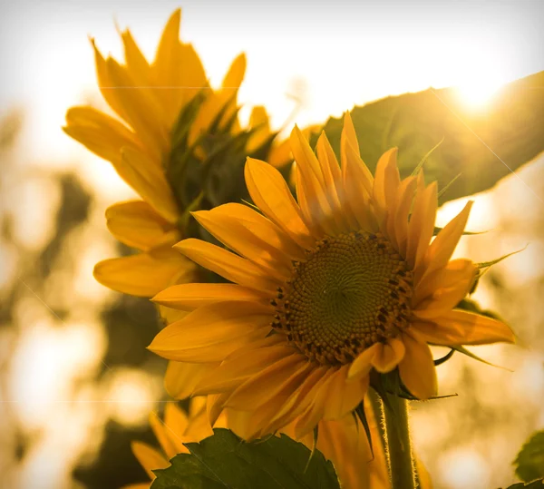 Słońce kwiatowy — Zdjęcie stockowe