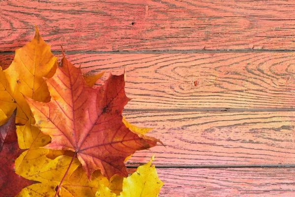 Ahorn Herbstblätter Auf Holzgrund Leere Holzbretter Hintergrund Botanisch Rustikal Herbst — Stockfoto