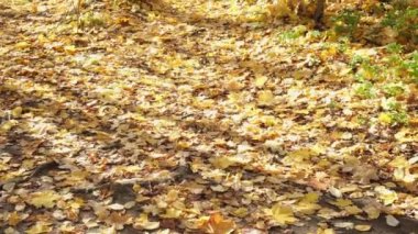 Kırmızı, sarı ve turuncu sonbahar yaprakları arka planda. Açık havada. Düşen sonbahar yapraklarının renkli arka planı