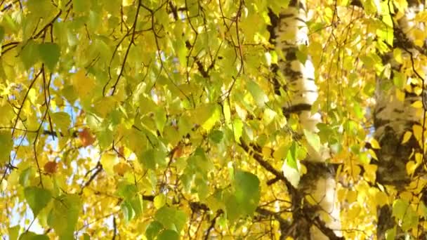 Осенняя Береза Желтыми Листьями Осенний Фон Красивый Природный Фон — стоковое видео