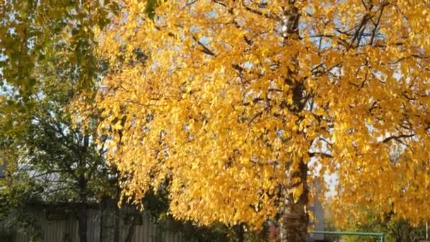 Sun Shine Breaks Golden Leaves Autumn Trees Wind Sways Branches — Stock Video