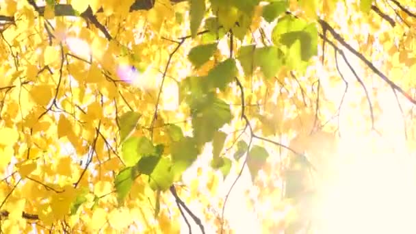 Солнце Светит Сквозь Золотые Листья Осенних Деревьев Ветер Качает Ветви — стоковое видео