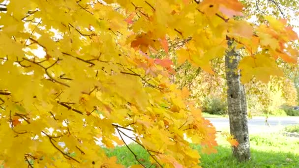 Sun Shine Breaks Golden Leaves Autumn Trees Wind Sways Branches — Stock Video