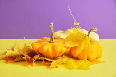 Kabak, mor ve sarı arka planda sonbahar sarı yapraklar, sonbahar indirimi, kara cuma konsepti, sonbahar konsepti, hasat
