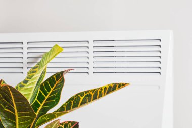 Gri zemin üzerinde croton fabrikası ve elektrik ısıtma bataryası, ev bitkileri konsepti için kuru havaya zarar verme, ısıtma mevsimi