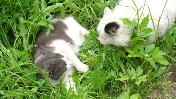 Dos gatos al aire libre, gatos peleando en la hierba — Vídeos de Stock