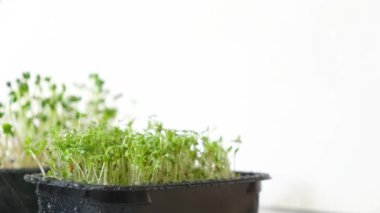 Çevre mikro-yeşillikleri umursuyorum. Mikro bitkilere su püskürtmek. Taze bitki filizleriyle sağlıklı beslenme diyeti. Vejetaryen yemeği.