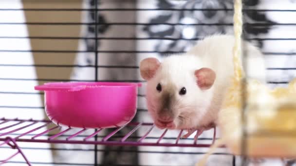 Niedliche Ratte Mit Siamesischer Farbe Und Dumbo Ohren Frisst Futter — Stockvideo