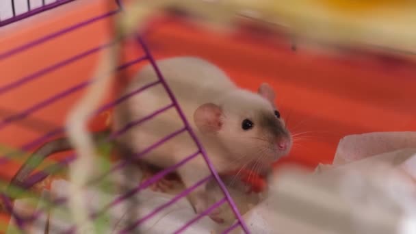 Aranyos Patkány Sziámi Színű Dumbo Fülek Eszik Élelmiszer Egy Ketrecben — Stock videók