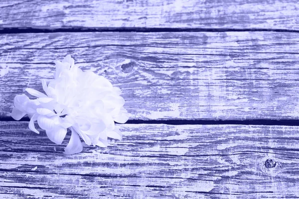 Crisantemo Blanco Una Tendencia Color Muy Peri 2022Fondo Madera Tableros — Foto de Stock