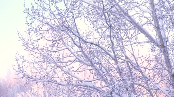 Árboles en la nieve contra un cielo claro, clima helado, el sol poniente del borde norte — Vídeos de Stock