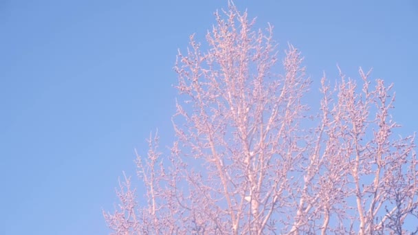 Árboles en la nieve contra un cielo claro, clima helado, el sol poniente del borde norte — Vídeos de Stock