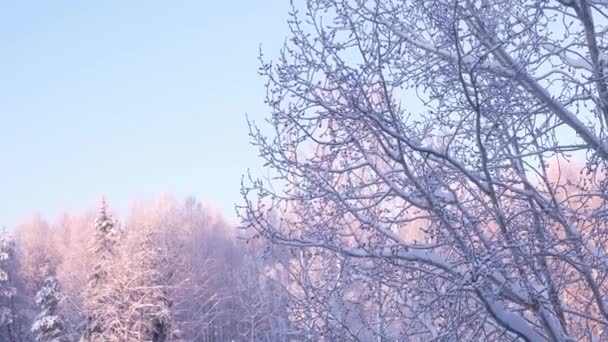 Bomen in de sneeuw tegen een heldere hemel, ijzig weer, de ondergaande zon van de noordelijke rand — Stockvideo