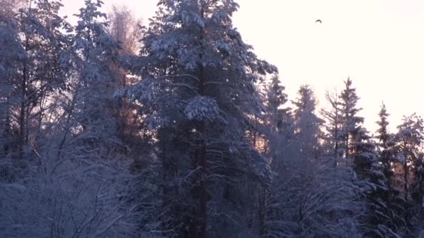 Árboles en la nieve contra un cielo claro, clima helado, el sol poniente del borde norte — Vídeos de Stock