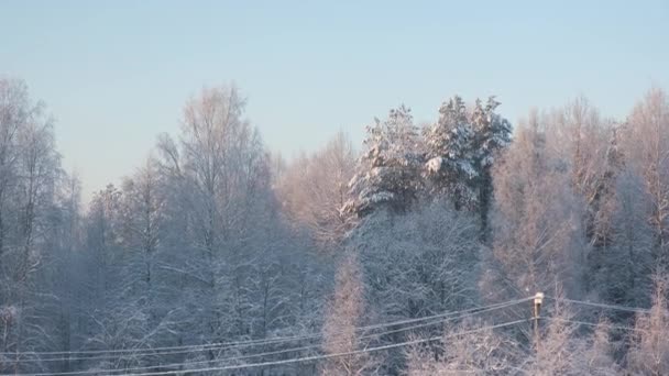 Trees in the snow against a clear sky, frosty weather, the setting sun of the northern edge — Vídeo de Stock