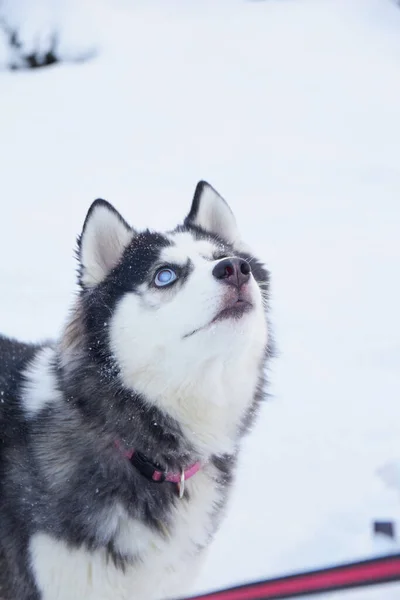 Porträtt Söt Hund Sibirisk Husky Med Grå Starr Ögon Snö — Stockfoto