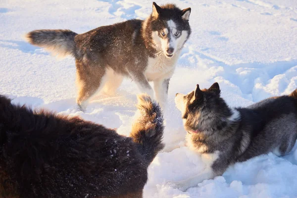 Perros siberianos husky saltando en la nieve, el perro juega en el invierno en el campo, bosque nevado y sol, mañana helada — Foto de Stock