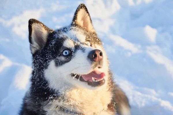 Portrait of a dog siberian husky in the snow, dog with protruding tongue on a frosty winter morning in the dawn sun — Stockfoto