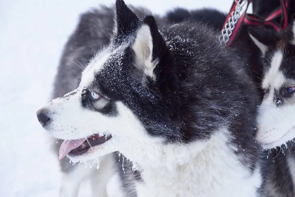 Portrait Cute Dog Siberian Husky Snow Dog Protruding Tongue Frosty — Stockfoto