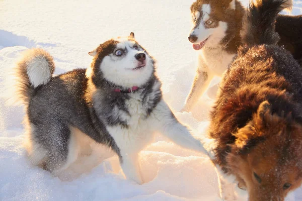 Lindos Perros Siberianos Husky Saltando Nieve Perro Juega Invierno Campo — Foto de Stock