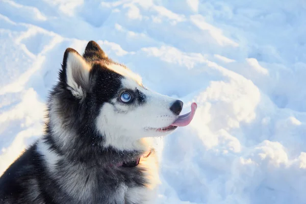 Portrait Chien Mignon Sibérien Husky Dans Neige Chien Avec Une — Photo