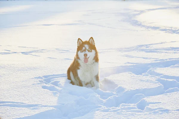 Dog Siberian Husky Jumping Snow Dog Playing Winter Field Snowy — Stockfoto