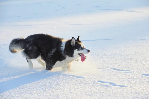 Perro Siberiano Husky Saltando Nieve Perro Está Jugando Invierno Campo — Foto de Stock