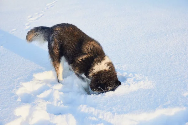 Собака Сибірка Хаскі Стрибає Снігу Собака Грає Взимку Полі Сніжний — стокове фото