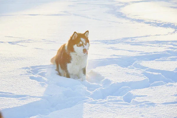 Perro Siberiano Husky Saltando Nieve Perro Está Jugando Invierno Campo — Foto de Stock