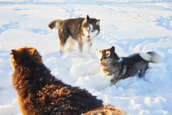 Mignons Chiens Sibériens Husky Sautant Dans Neige Chien Joue Hiver — Photo