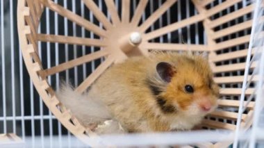 Kafesteki şirin, uzun saçlı Suriyeli hamster.
