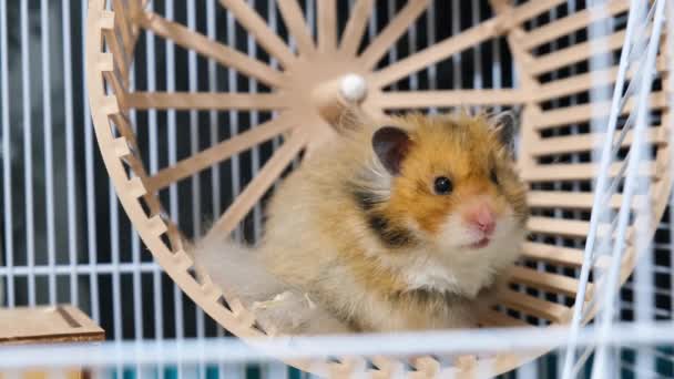 Kafesteki şirin, uzun saçlı Suriyeli hamster. — Stok video
