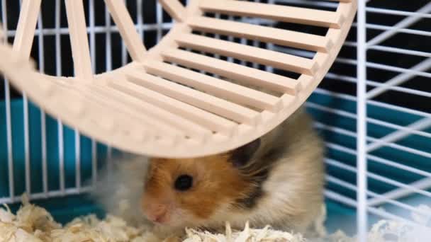 Söt långhårig syrisk hamster i en bur — Stockvideo