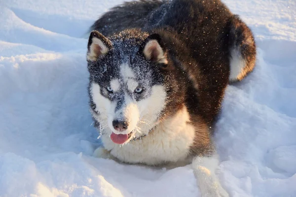 Dog Siberian Husky Jumping Snow Dog Playing Winter Field Snowy — Stockfoto
