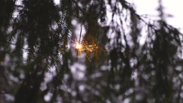 Bengala pau de fogo em abetos na floresta de inverno — Vídeo de Stock