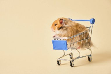 Şirin pofuduk, üç renkli, uzun saçlı, minyatür alışveriş arabasındaki Suriyeli hamster, evcil hayvan dükkanı konsepti.