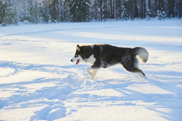 Perro siberiano husky saltando en la nieve, el perro está jugando en el invierno en el campo — Foto de Stock