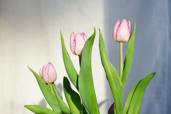 Tulipas Rosa Florescendo Nos Raios Luz Sol Hora Primavera Sombras — Fotografia de Stock