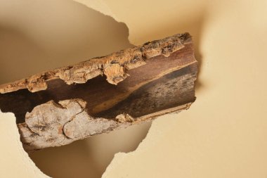 Kozmetik ürünleri için doğal arkaplan ağaç kabuğu ve yırtık bej kağıt fotokopi alanı boş şablon oluşturur