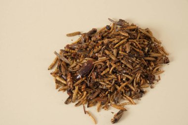 Evcil hayvan beslemek için kurutulmuş böcekler, bej arka planda böcek karışımı, böceksi hayvanlar protein ister.