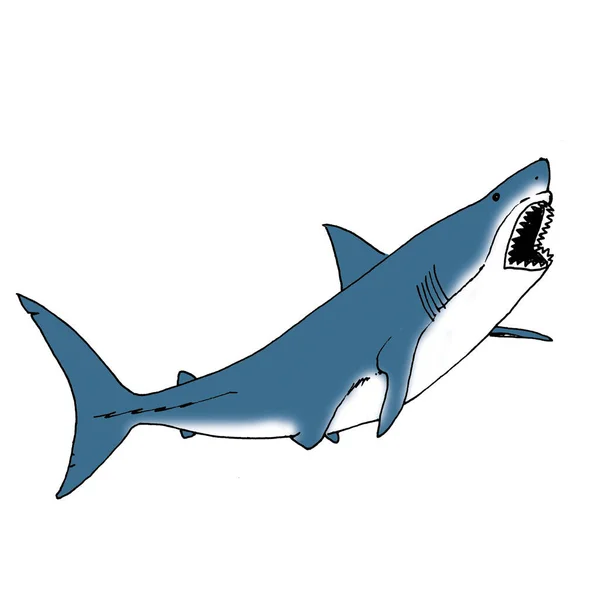 Ilustración Del Tiburón — Foto de Stock