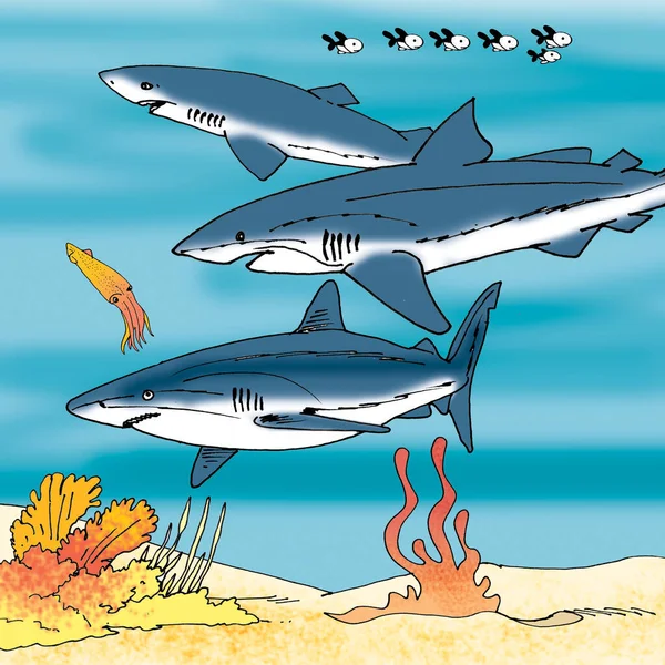 Ilustración Del Tiburón —  Fotos de Stock