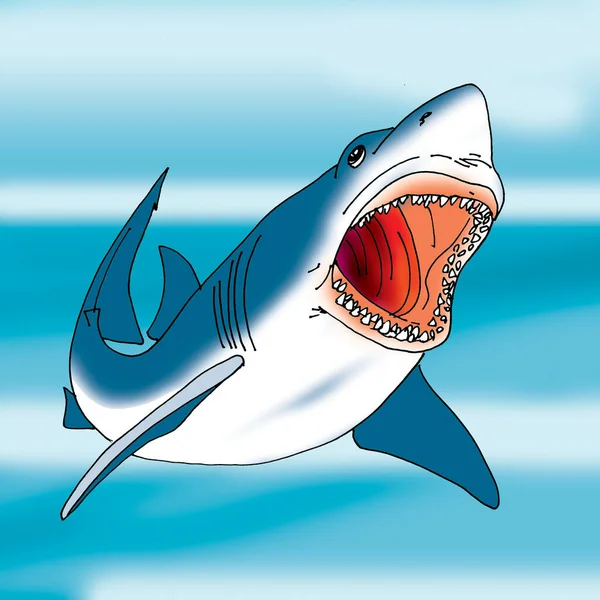 Illustration Shark — Stock Photo, Image