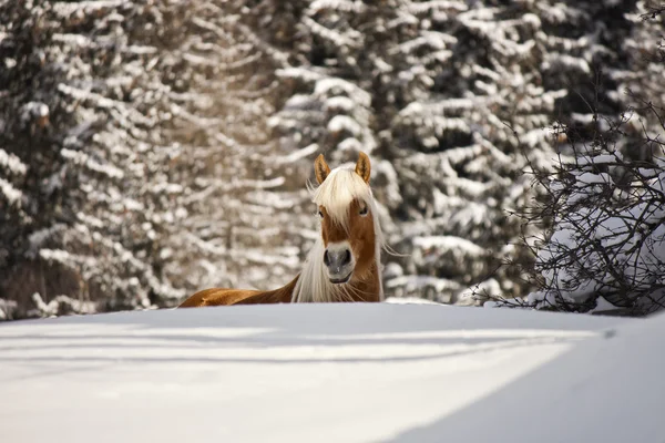 Caballo en un paisaje invernal —  Fotos de Stock