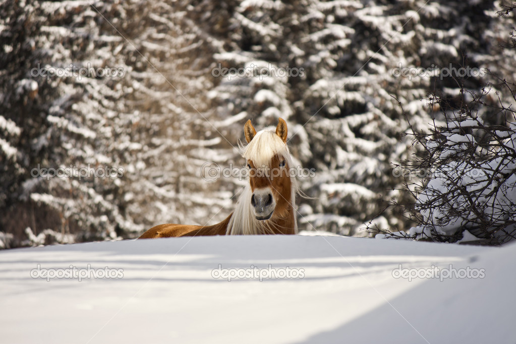 Horse in a winter landscape