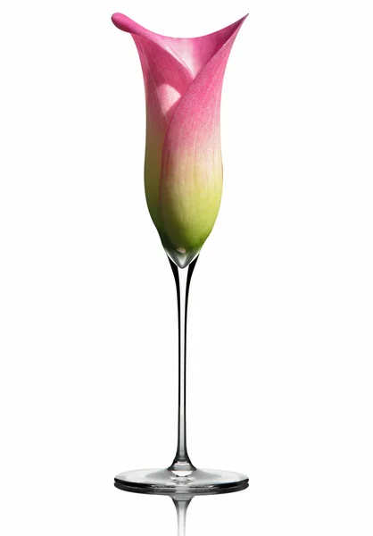 Una flauta de champán / lirio de cala Imagen de stock
