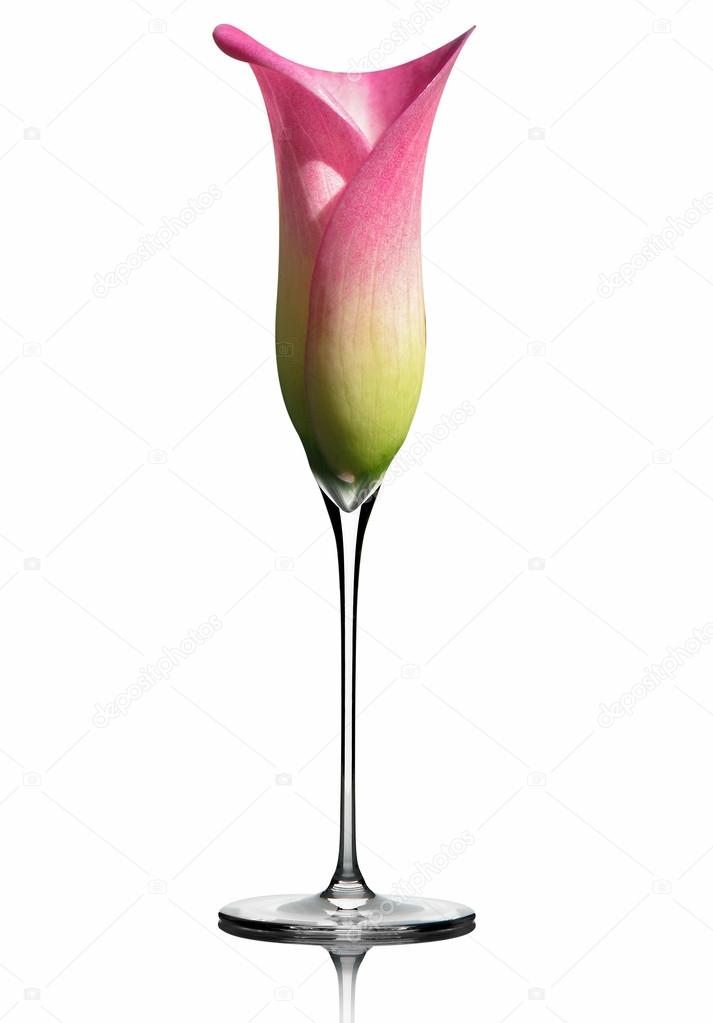 A flute of champagne / calla lily
