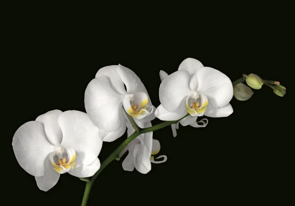 White orchidée
