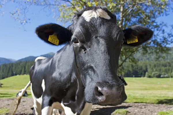 Vaca blanca y negra —  Fotos de Stock